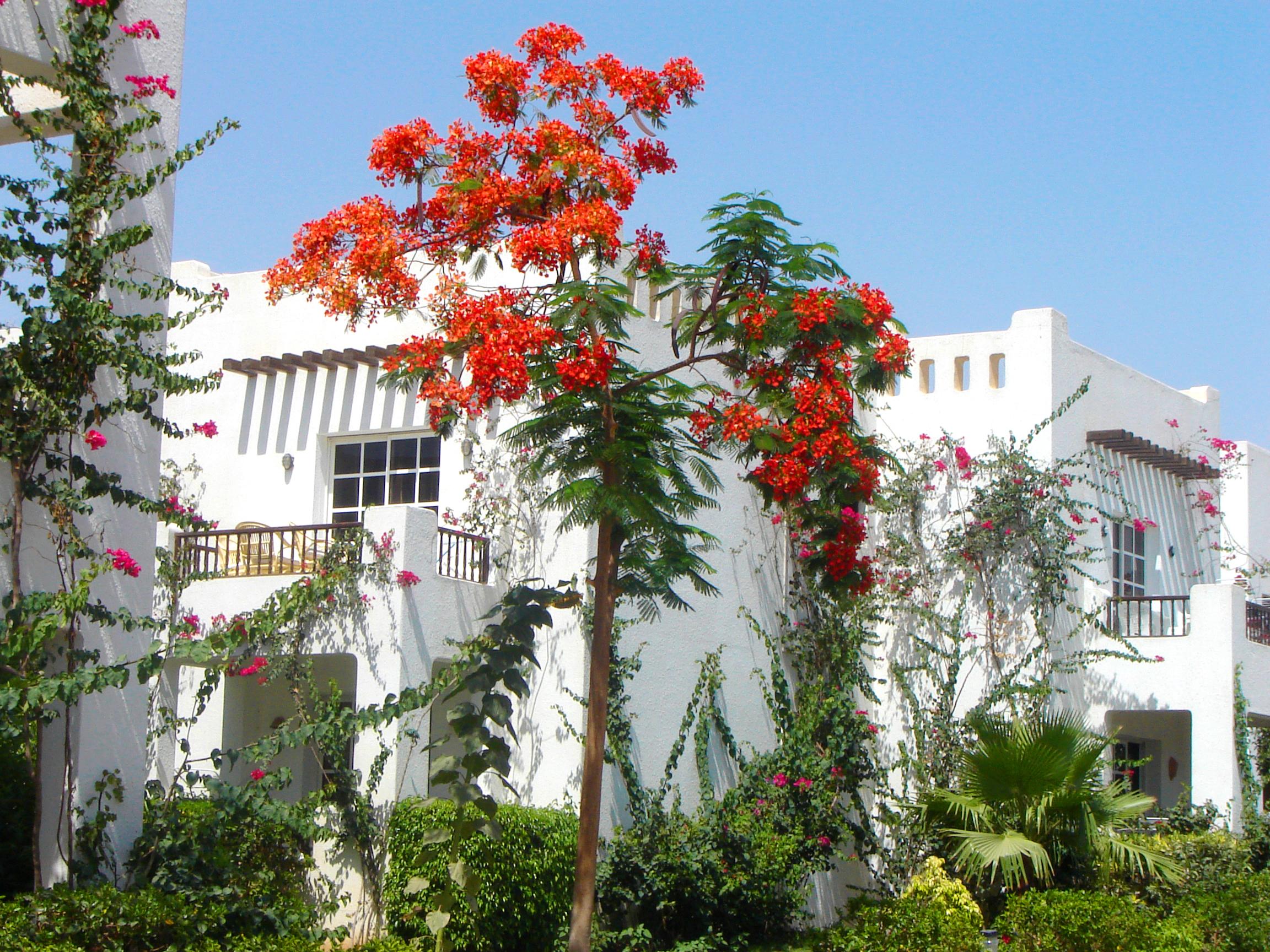 Delta Sharm Resort ,Official Web, Delta Rent, Sharm El Sheikh, South Sinai, Egypt Luaran gambar